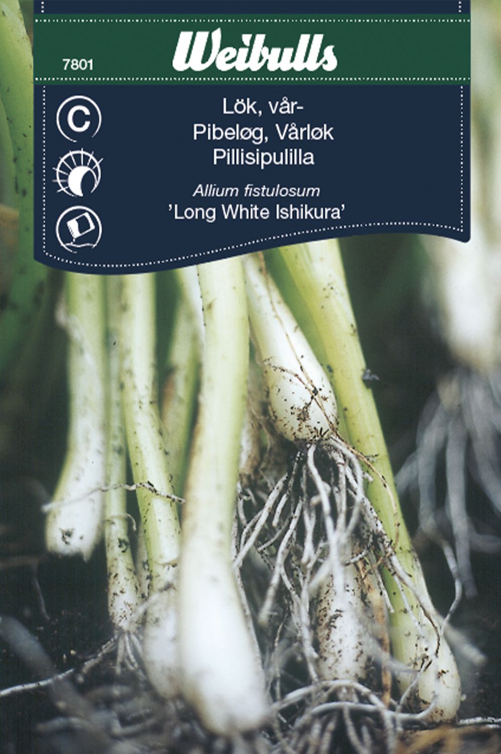 Lök, piplök/salladslök