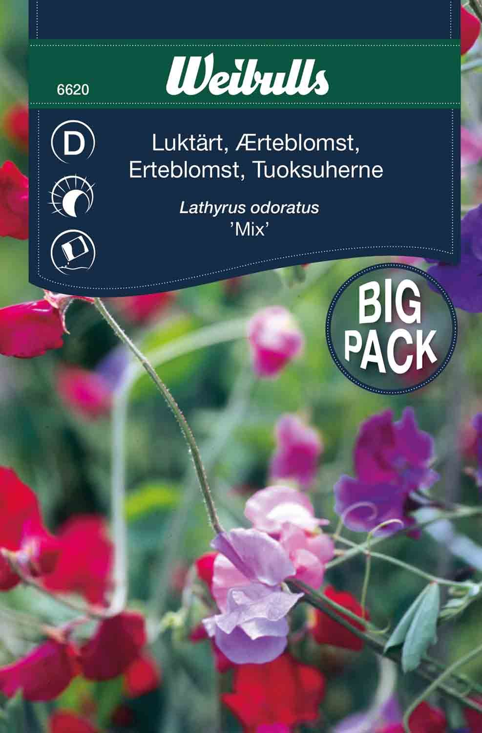 Luktärt bland storport