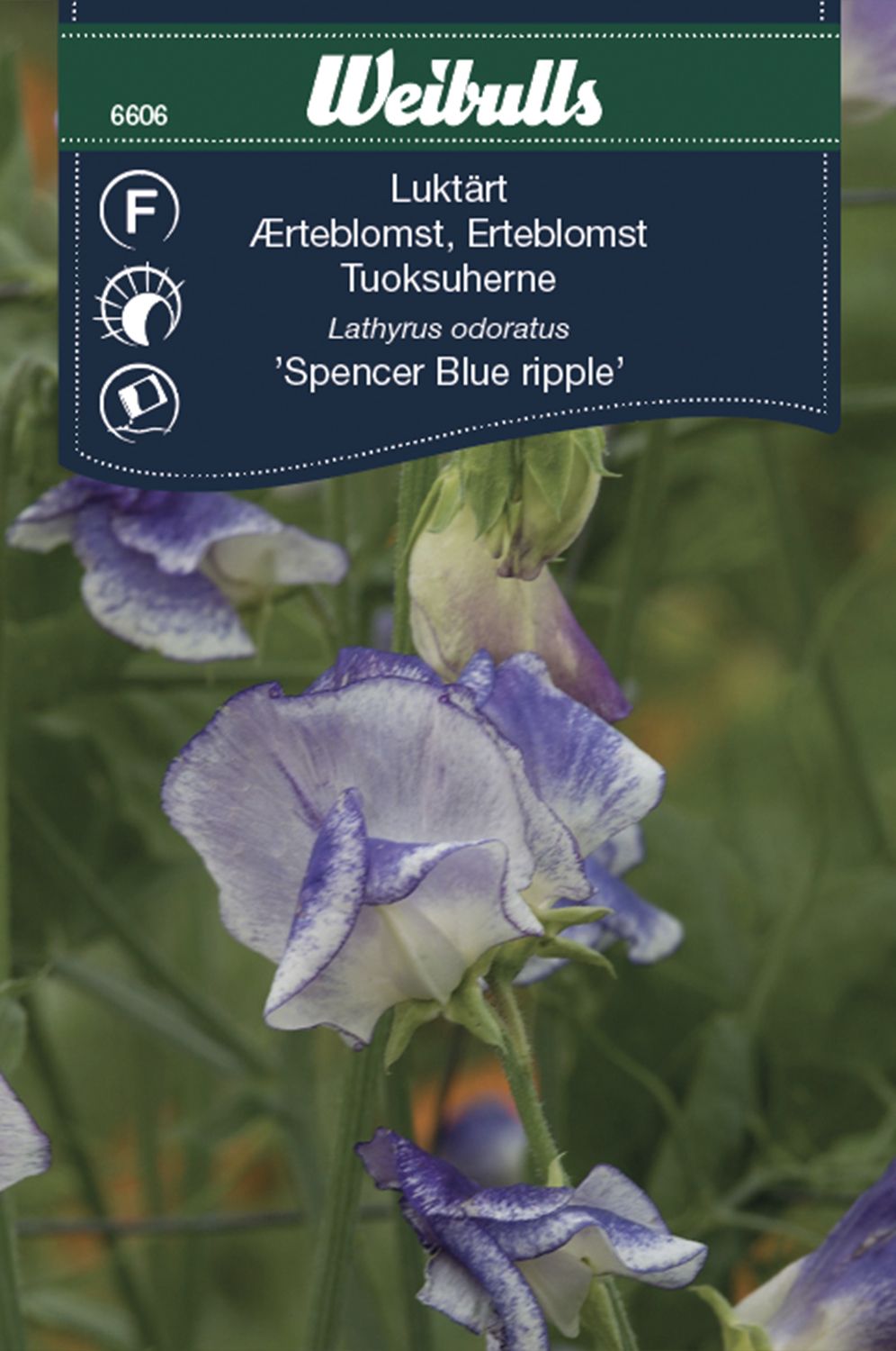 Luktärt Blue ripple
