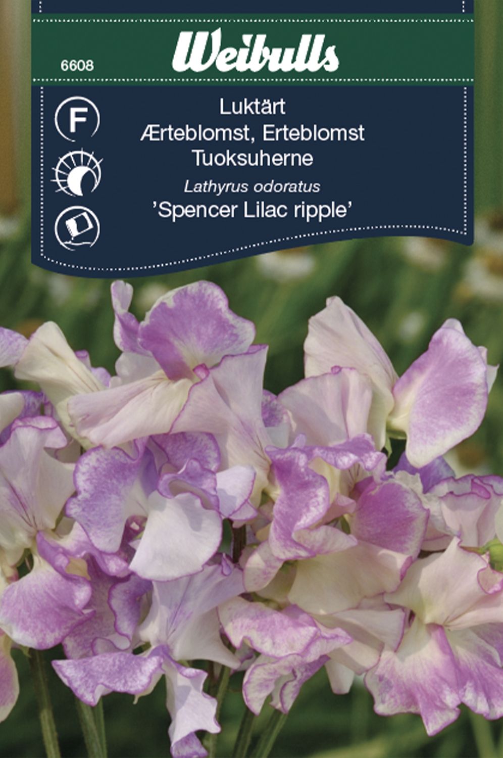 Luktärt Lilac ripple