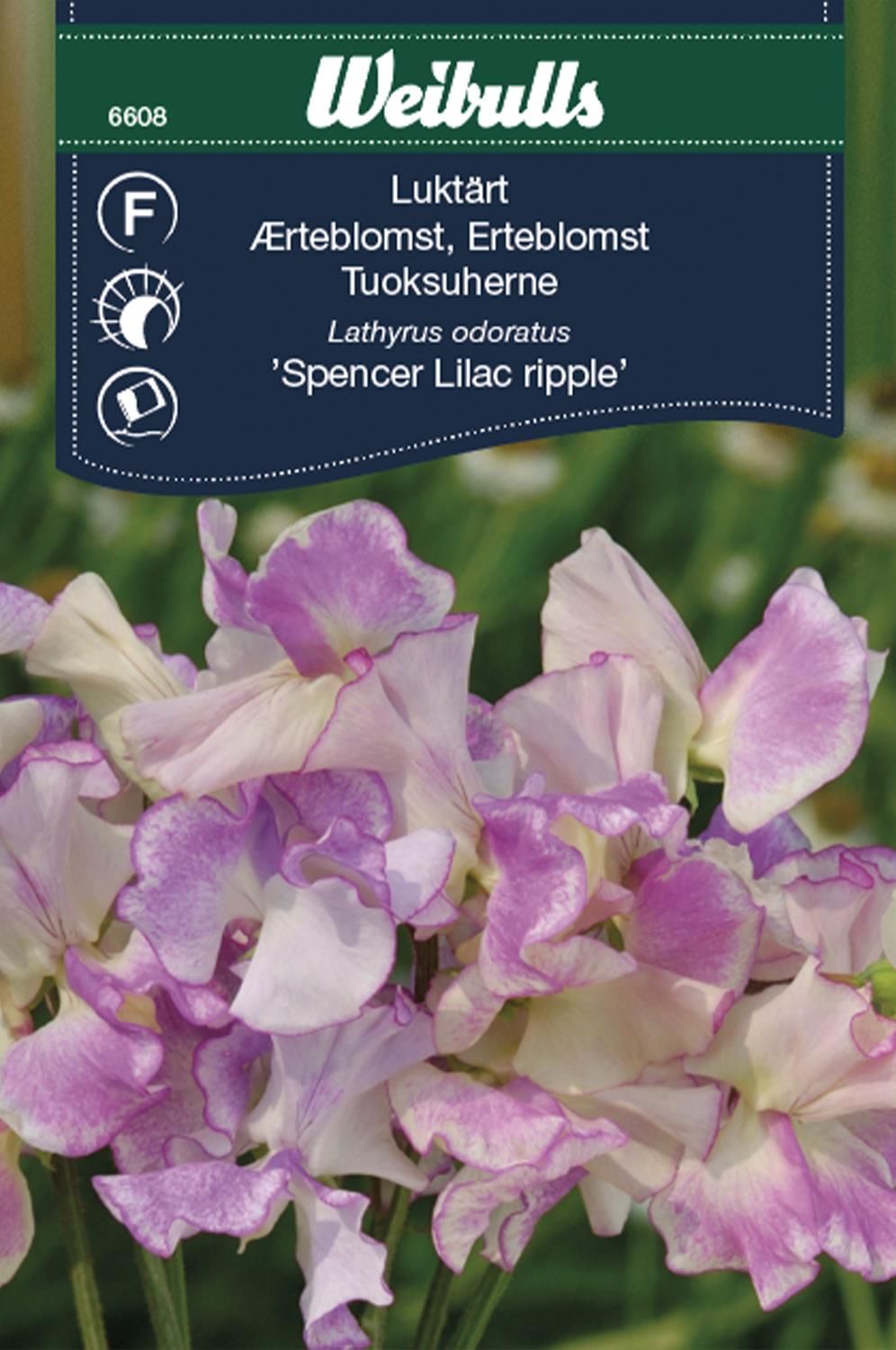 Luktärt Lilac ripple