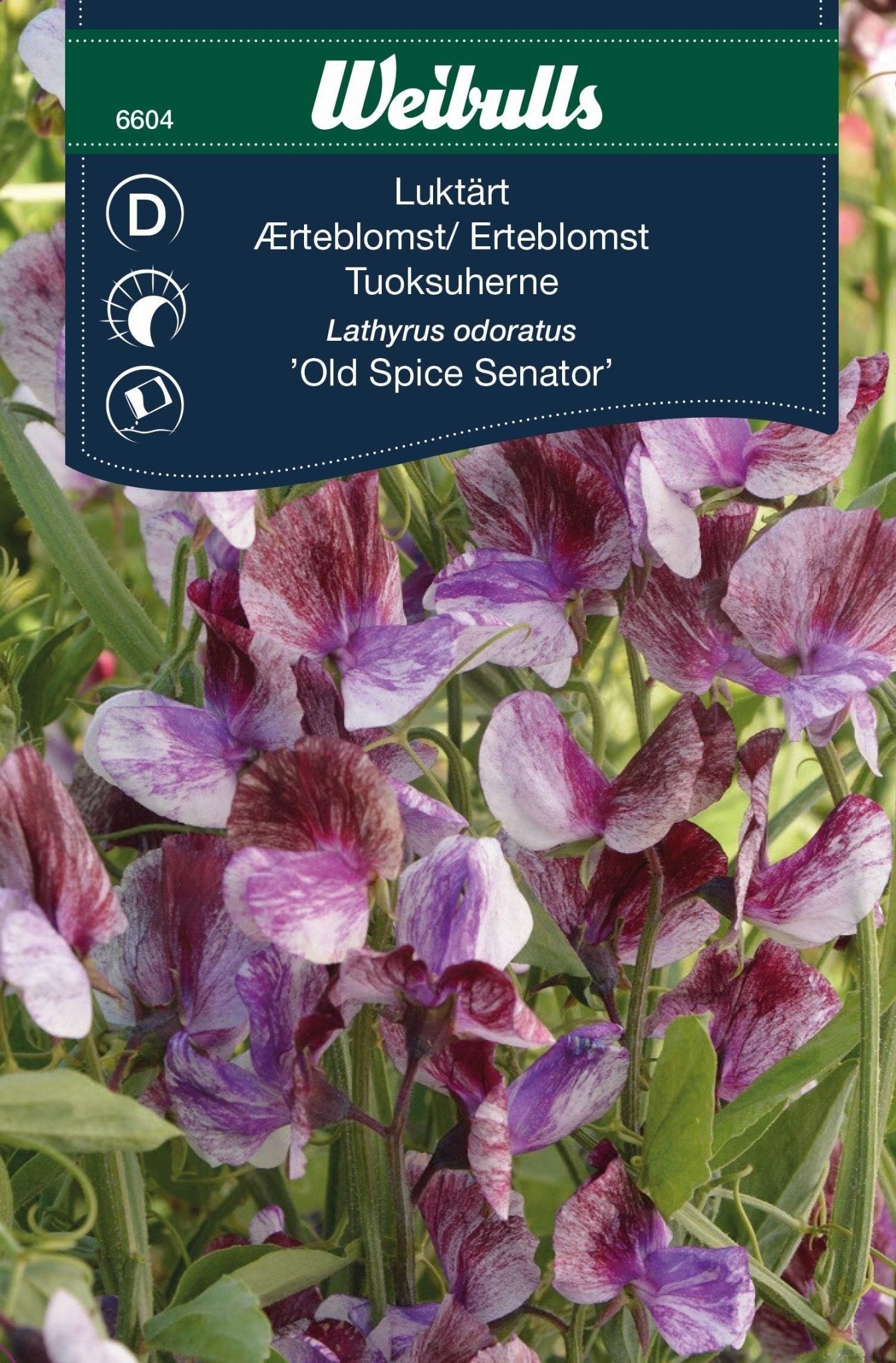 Luktärt Senator