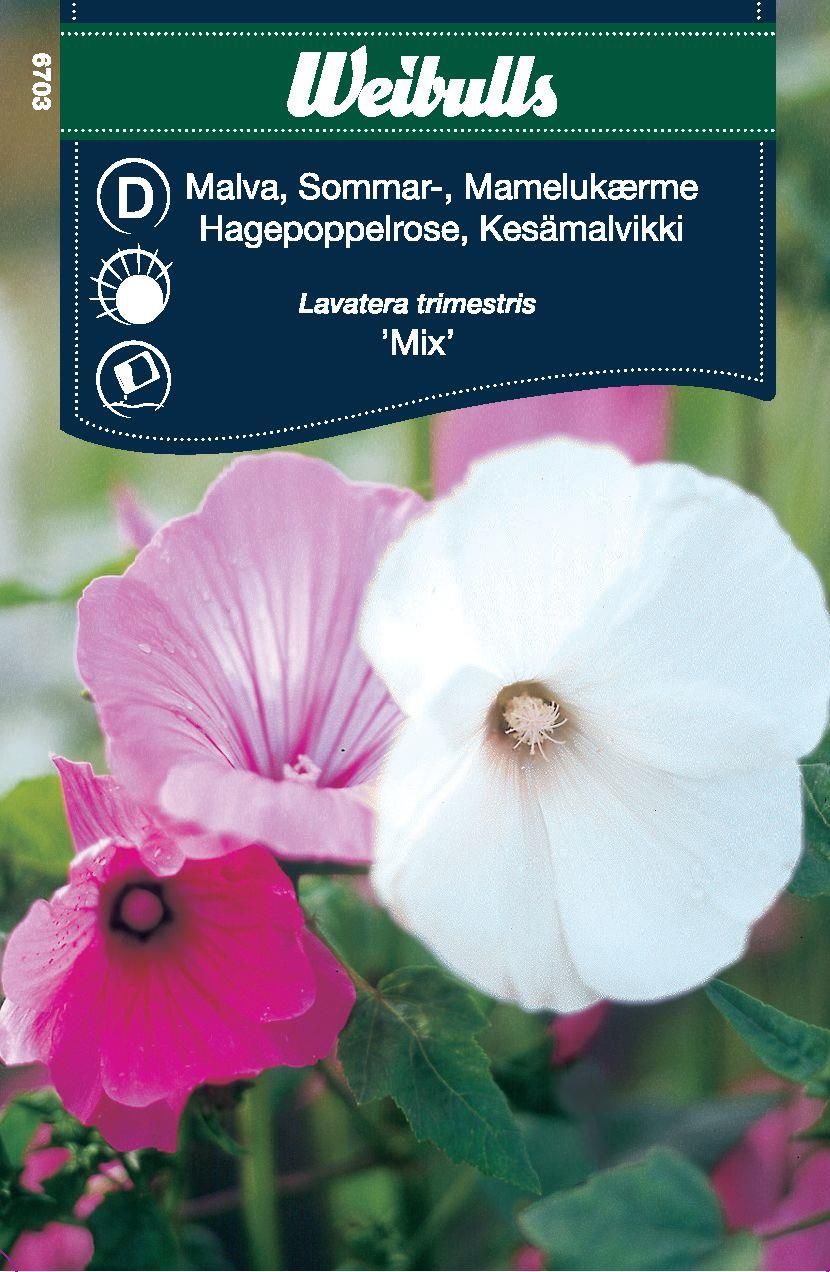 Malva blandning sommar