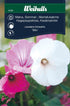 Malva blandning sommar