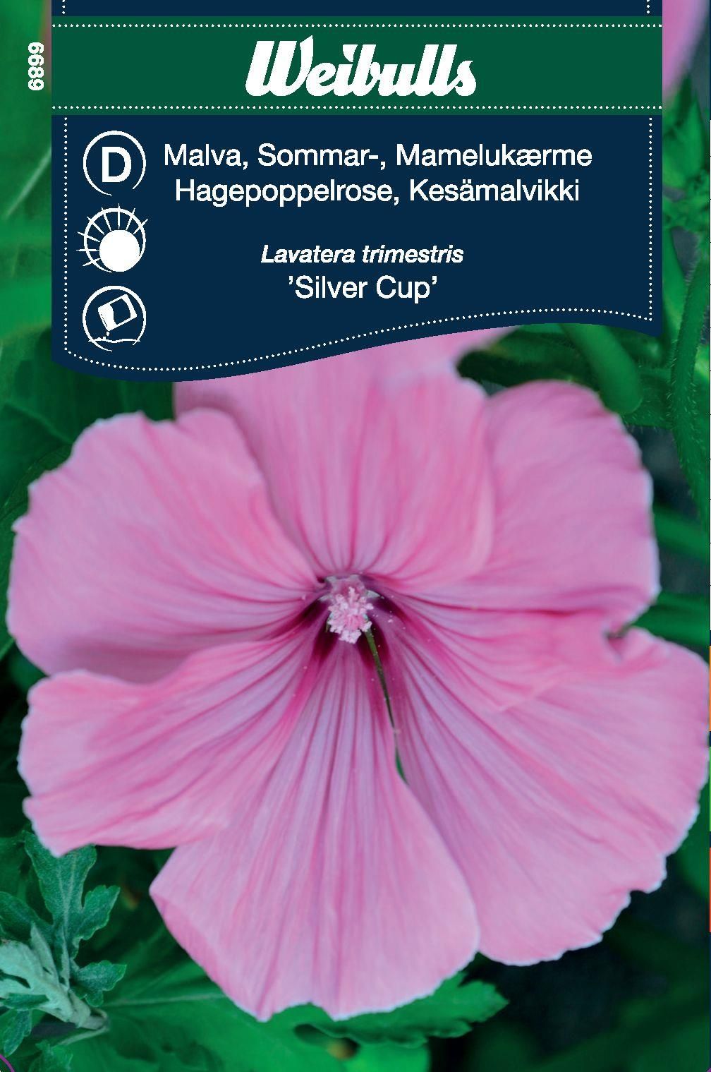 Malva sommar