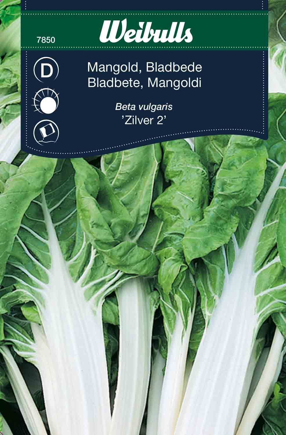 Mangold