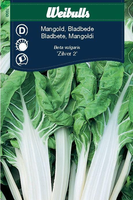 Mangold