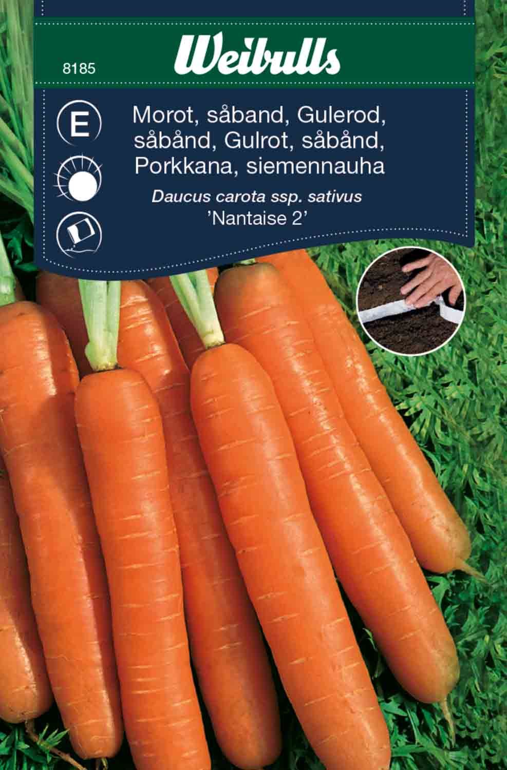 Morot såband Tidig