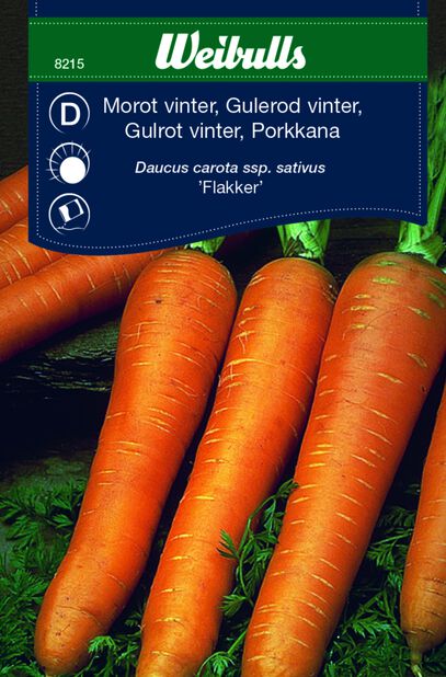 Morot vinter