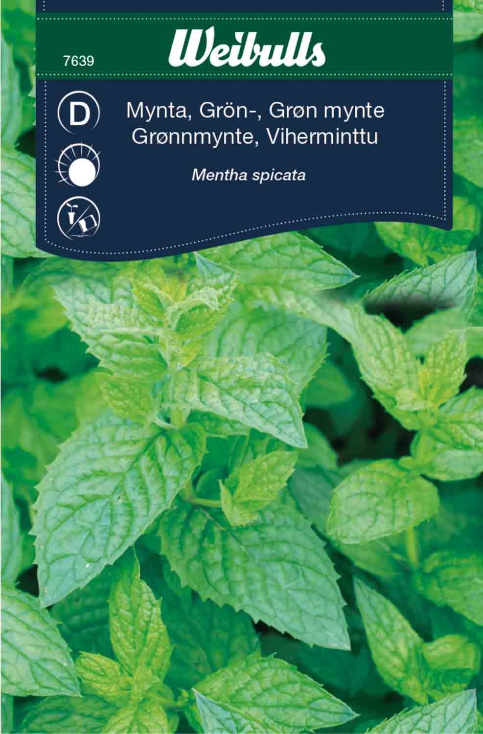Mynta, grönmynta