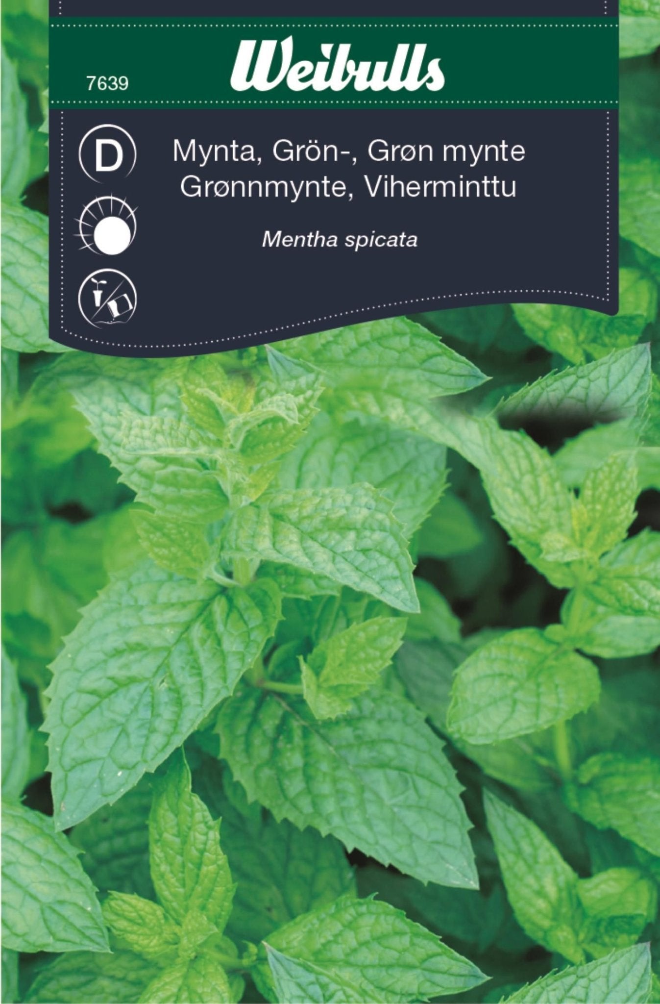 Mynta, grönmynta