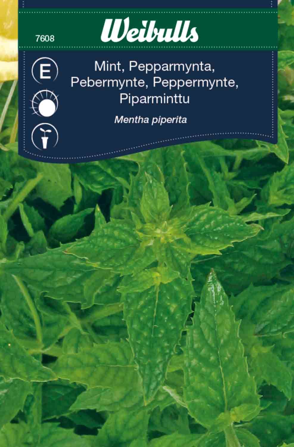Mynta, pepparmynta