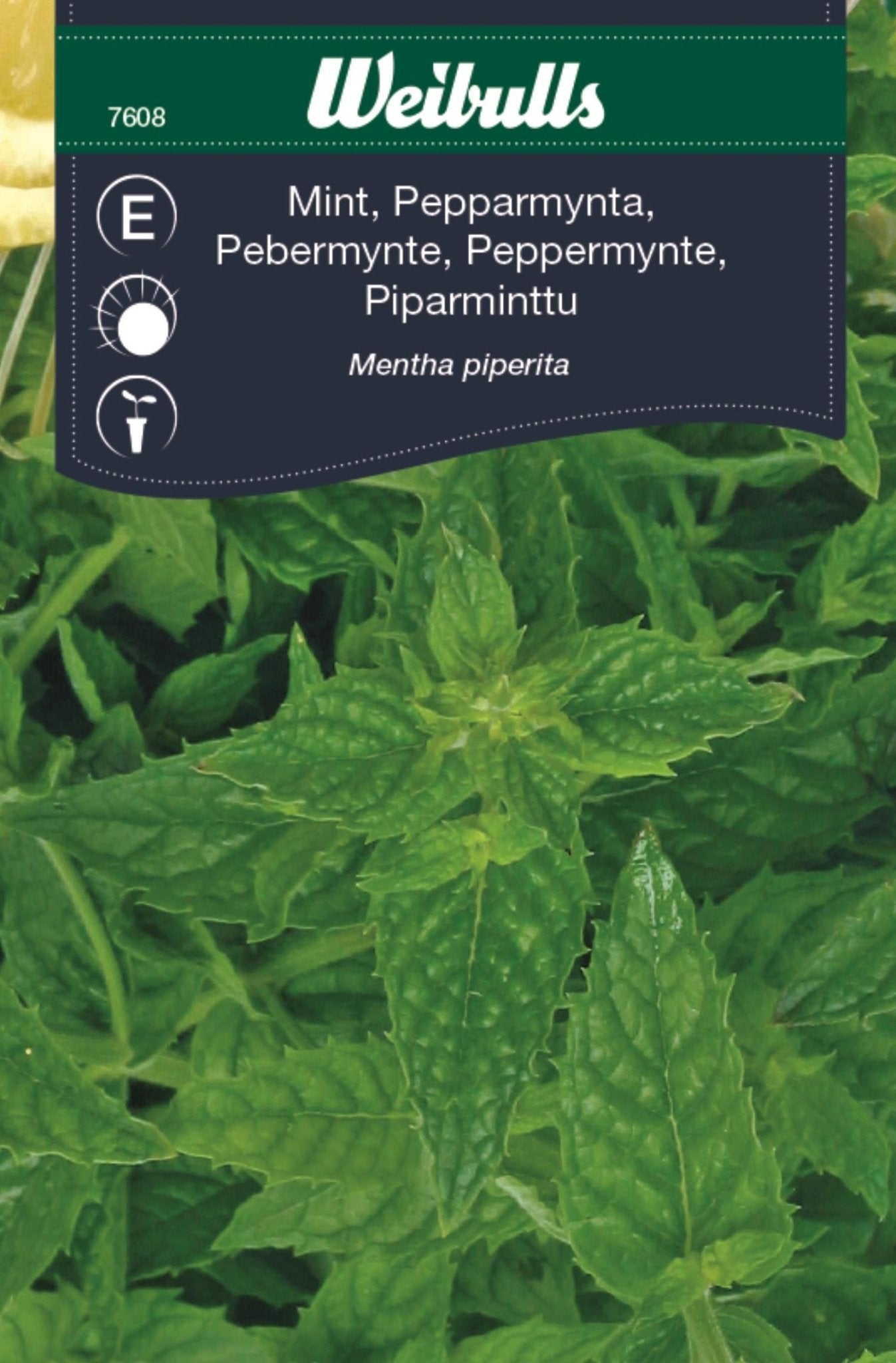 Mynta, pepparmynta