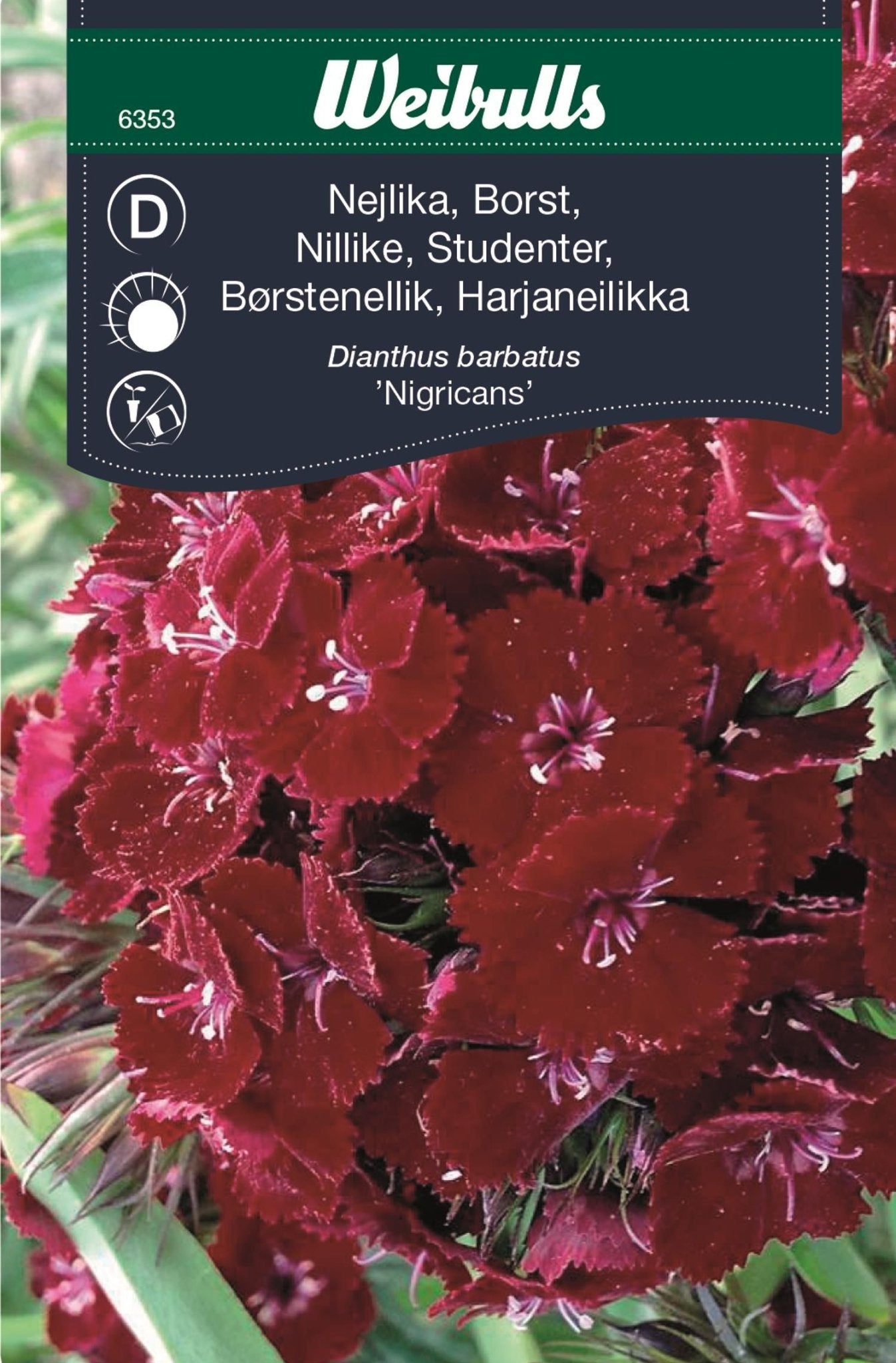 Nejlika borst Dianthus barbatus