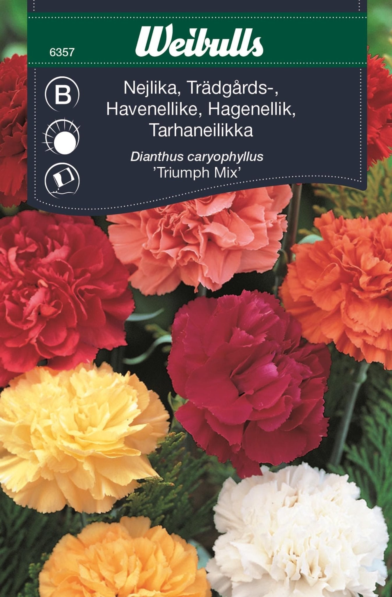 Nejlika trädgårds mix