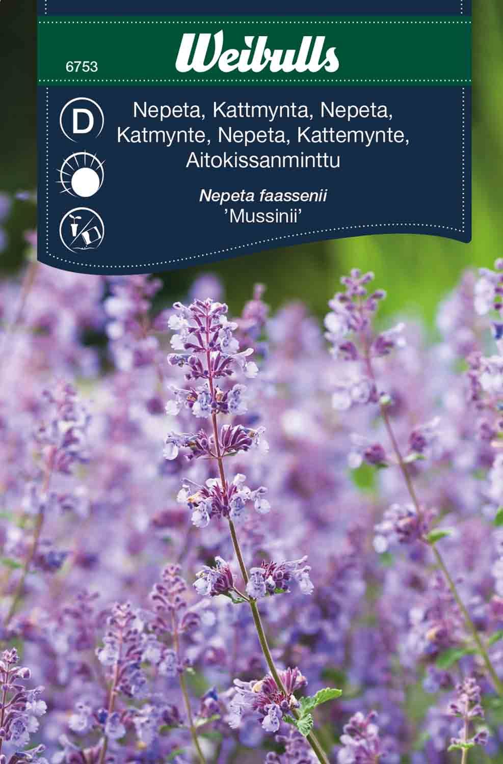 Nepeta, Kant Nepeta Faassenii