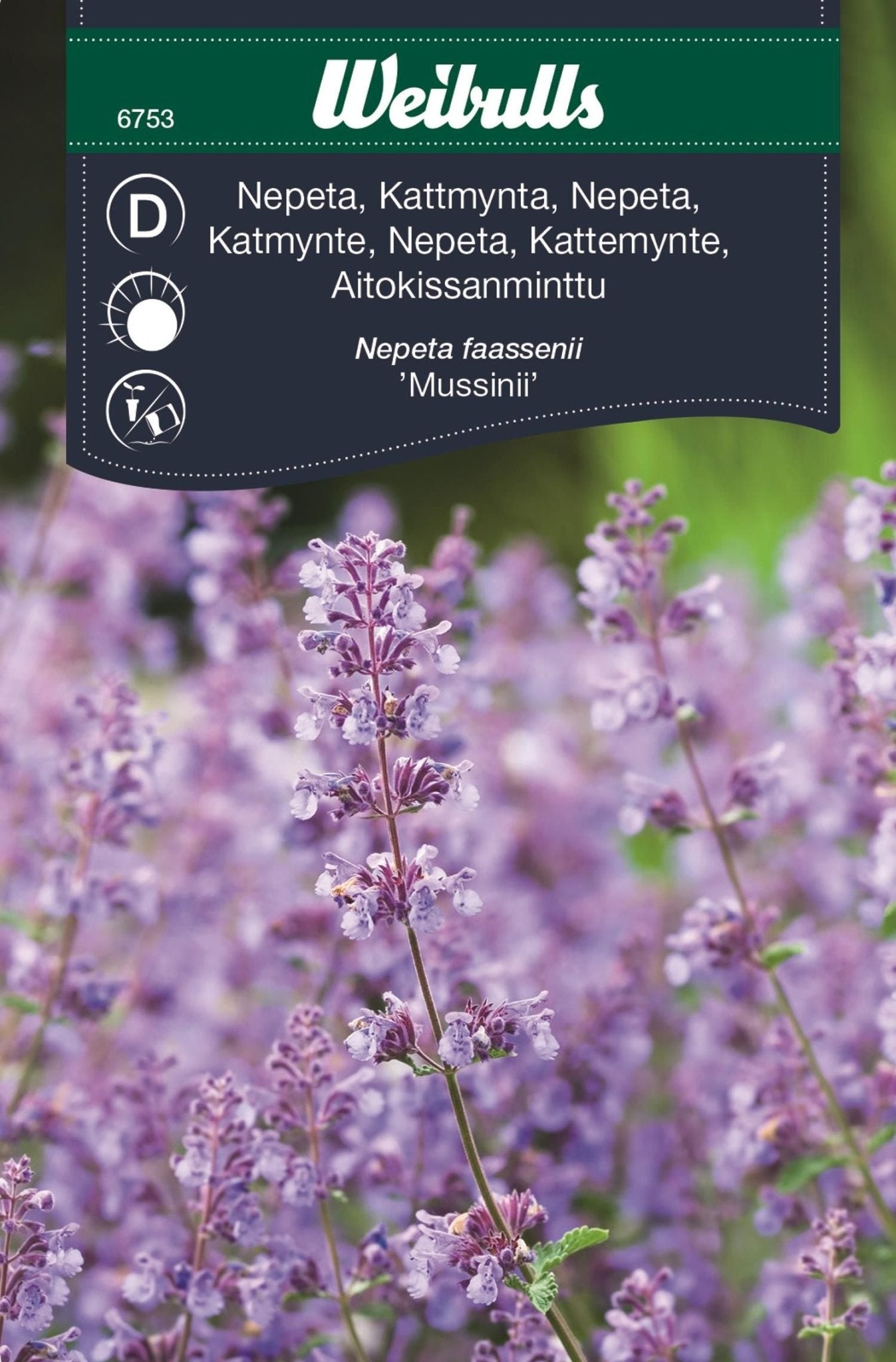 Nepeta, Kant Nepeta Faassenii