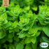 Oregano