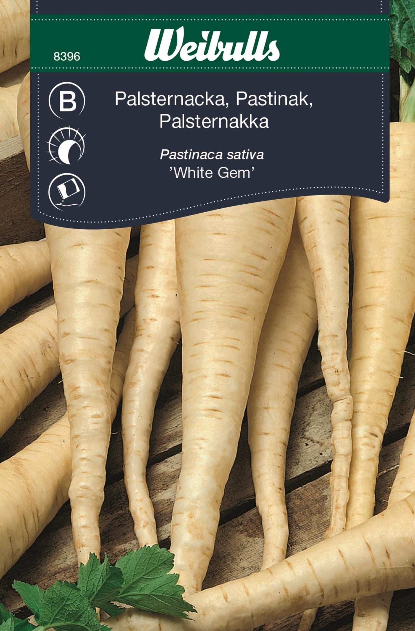 Palsternacka