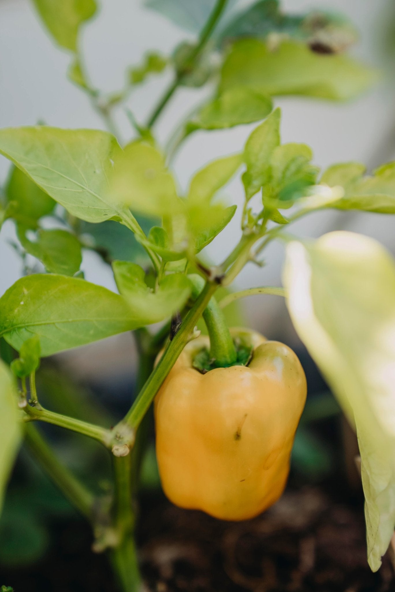 Paprika