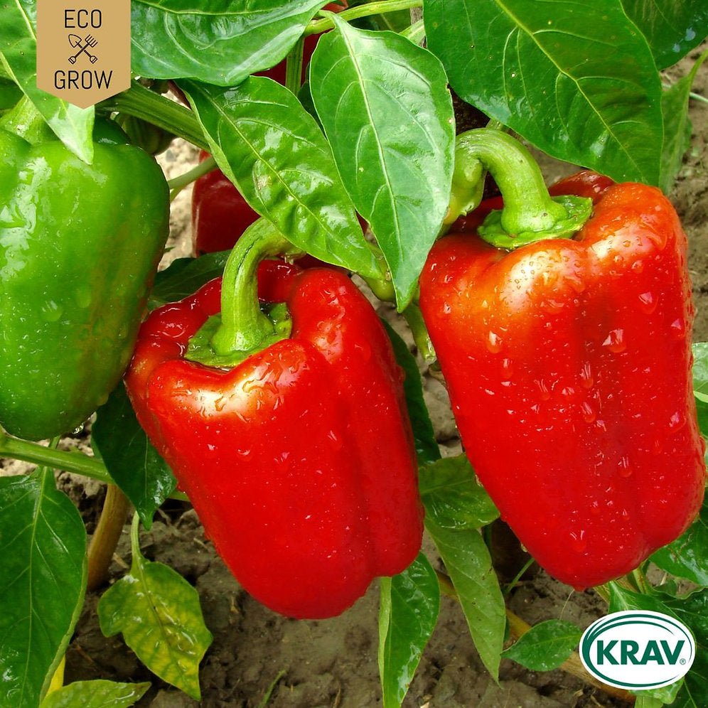 Paprika