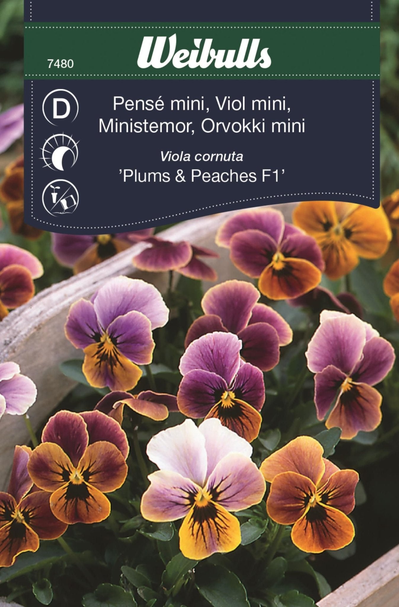 Pensé mini Viola cornuta