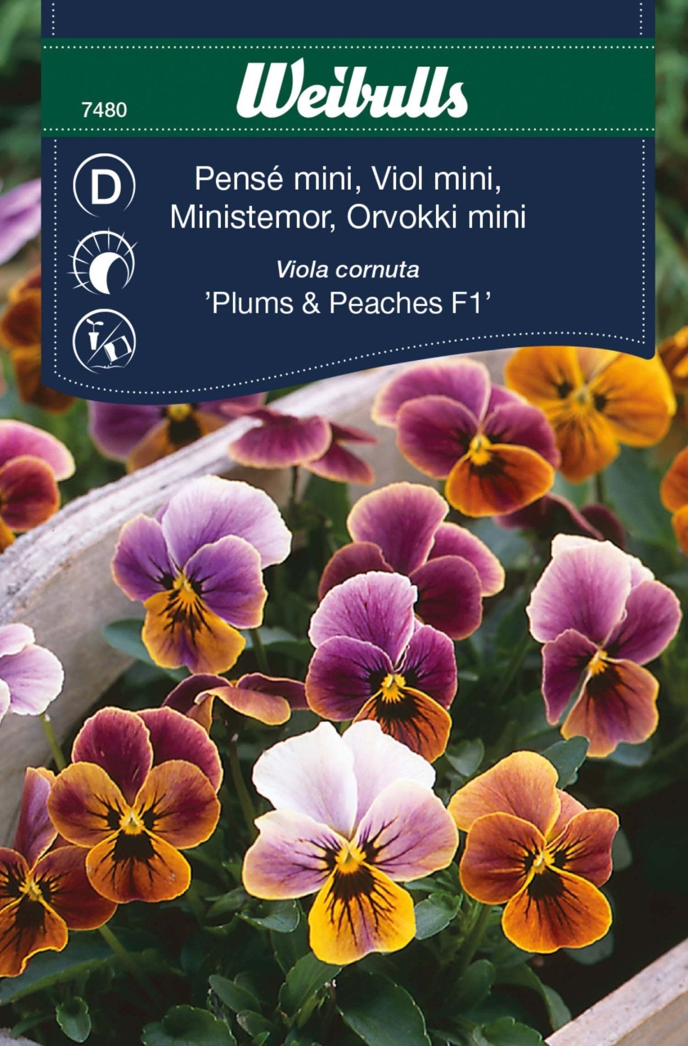 Pensé mini Viola cornuta