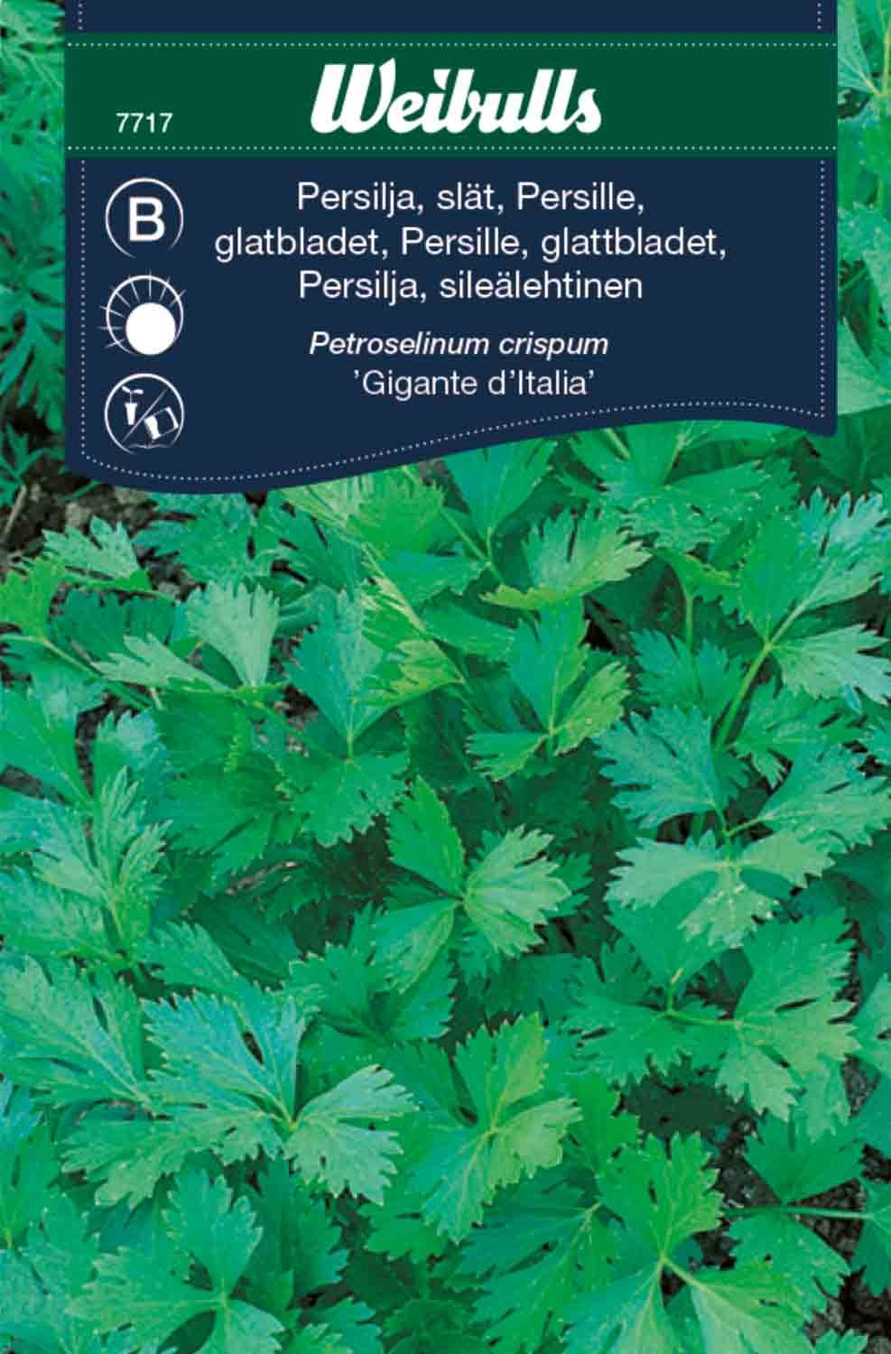 Persilja slätbladig