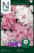 Petunia