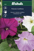 Petunia