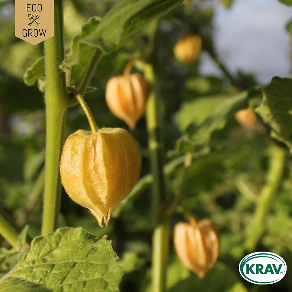 Physalis