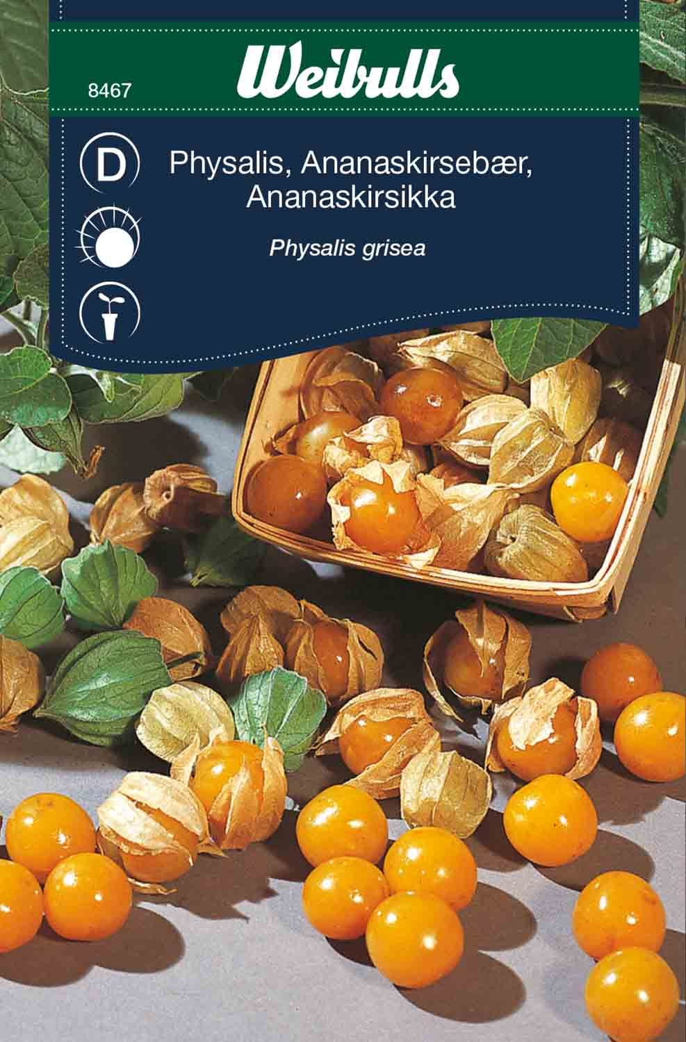 Physalis Kapkrusbär