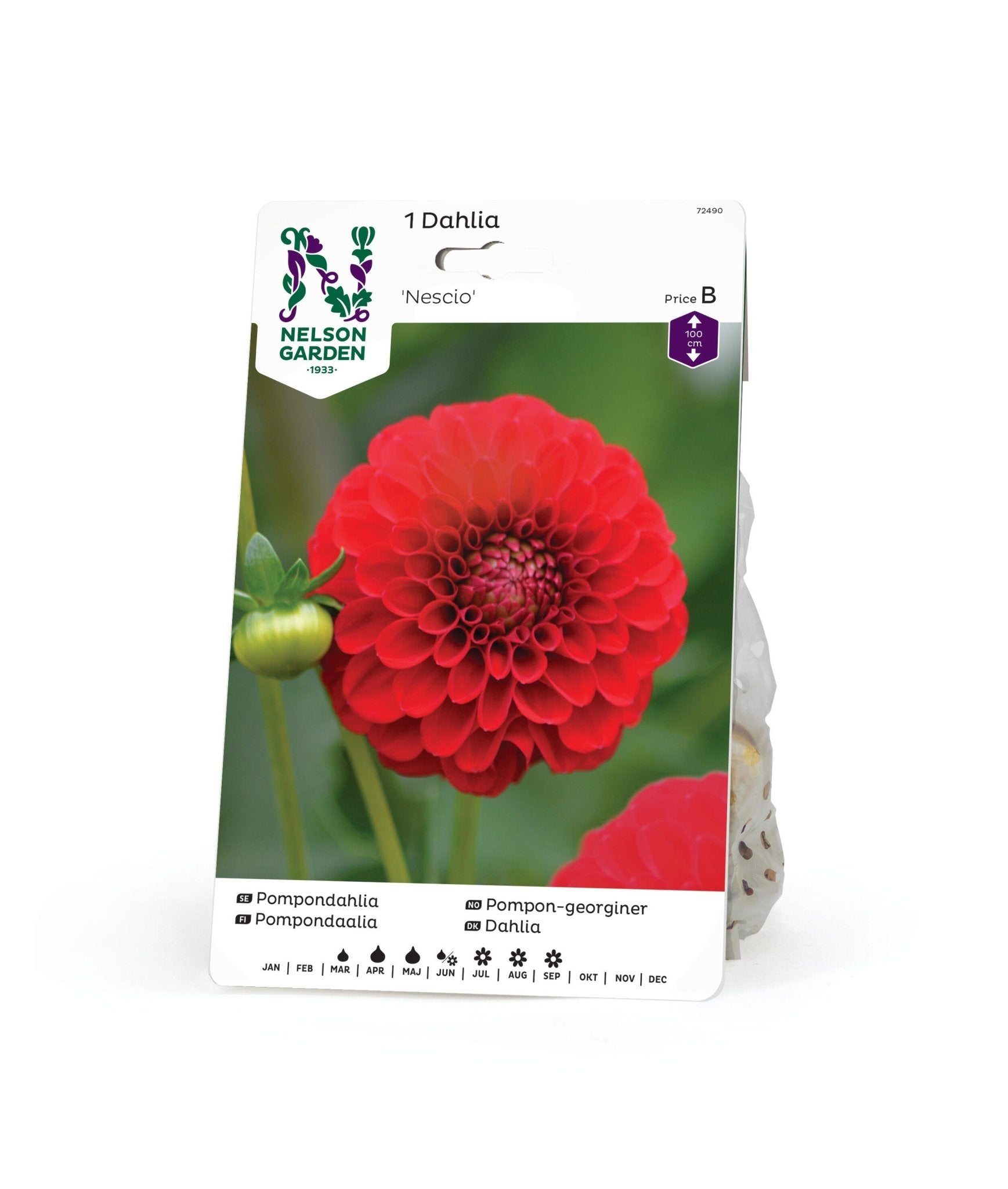 Pompondahlia