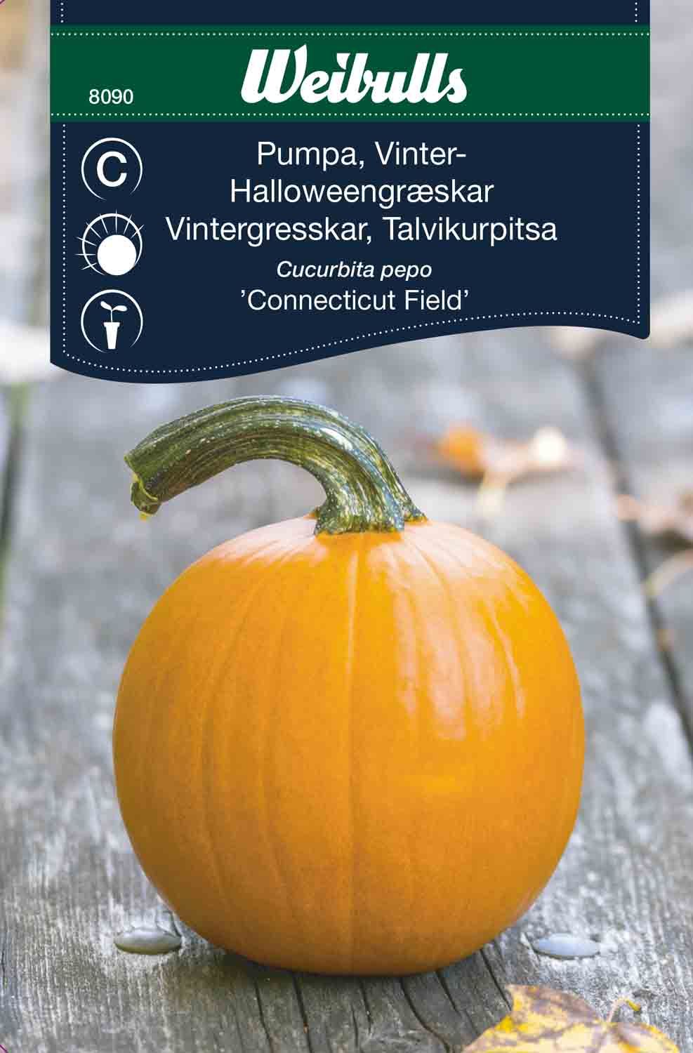 Pumpa Halloween