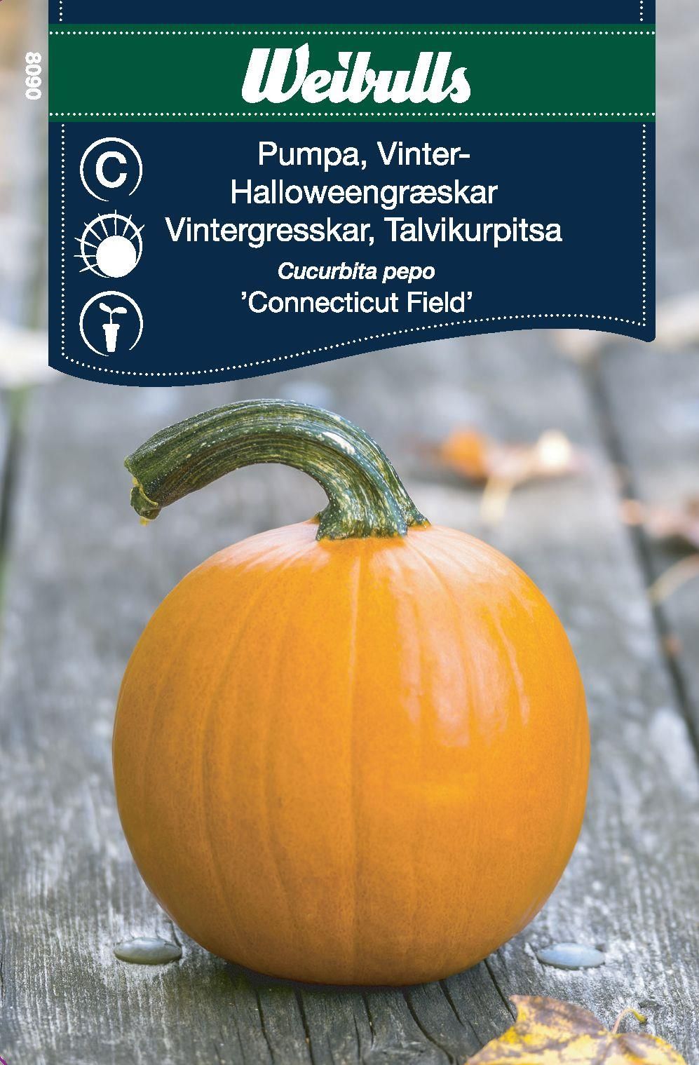 Pumpa Halloween