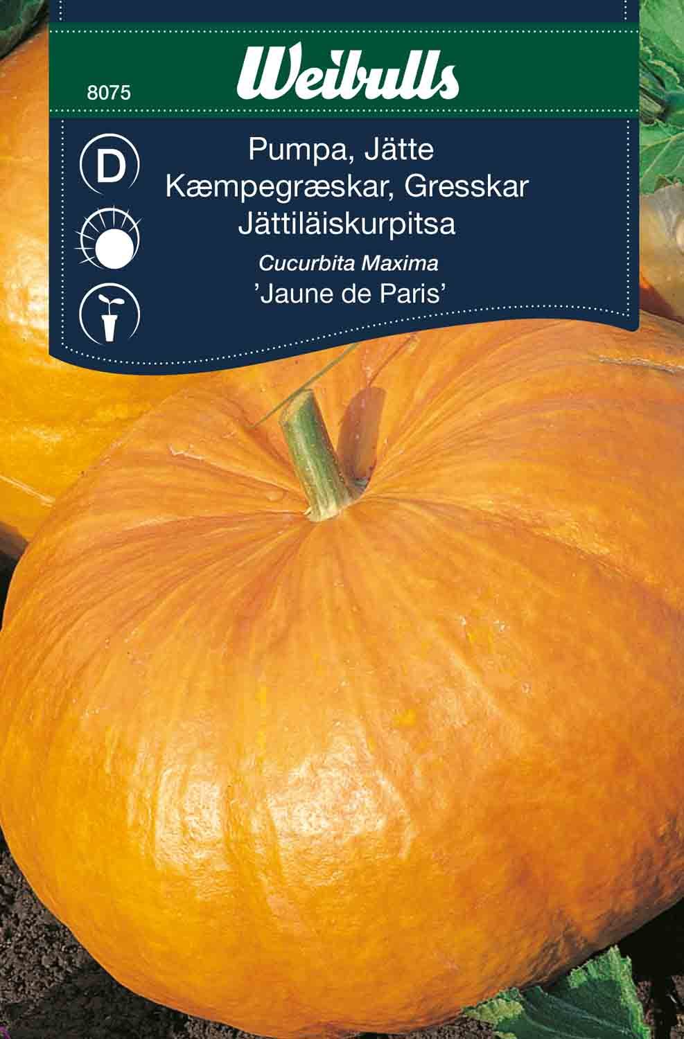 Pumpa, jättepumpa