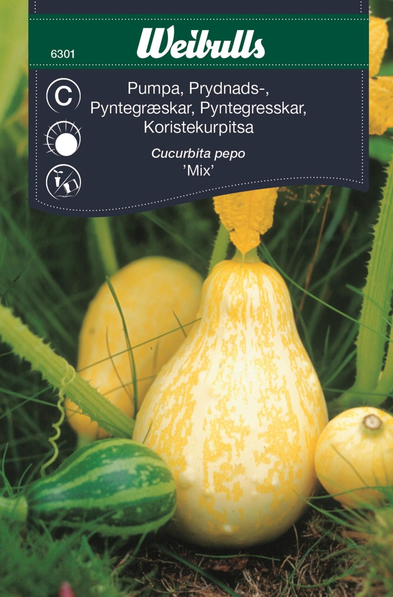 Pumpa, prydnads,