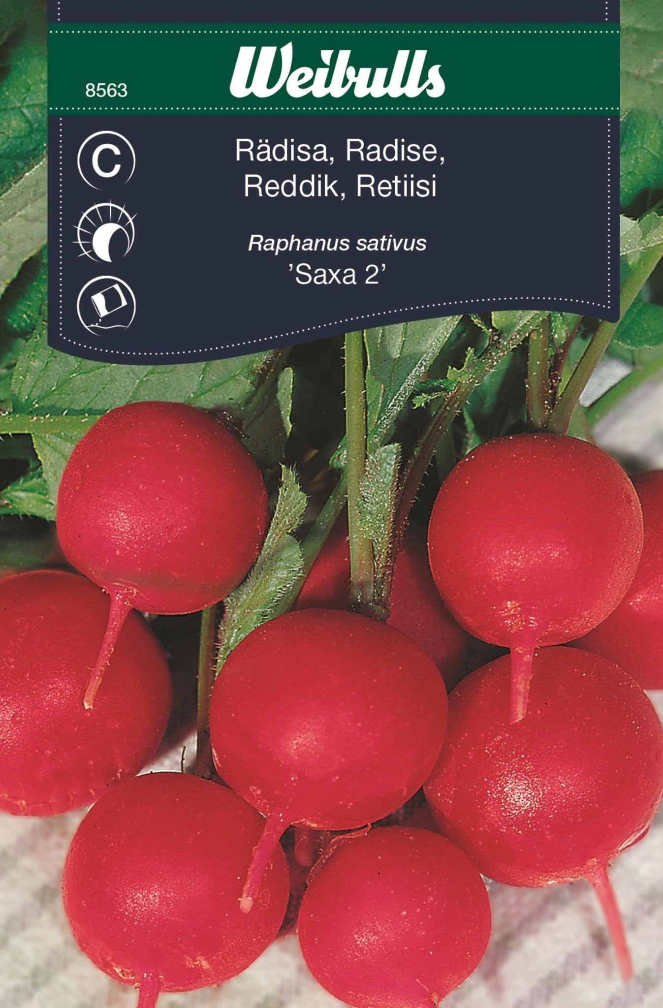 Rädisa