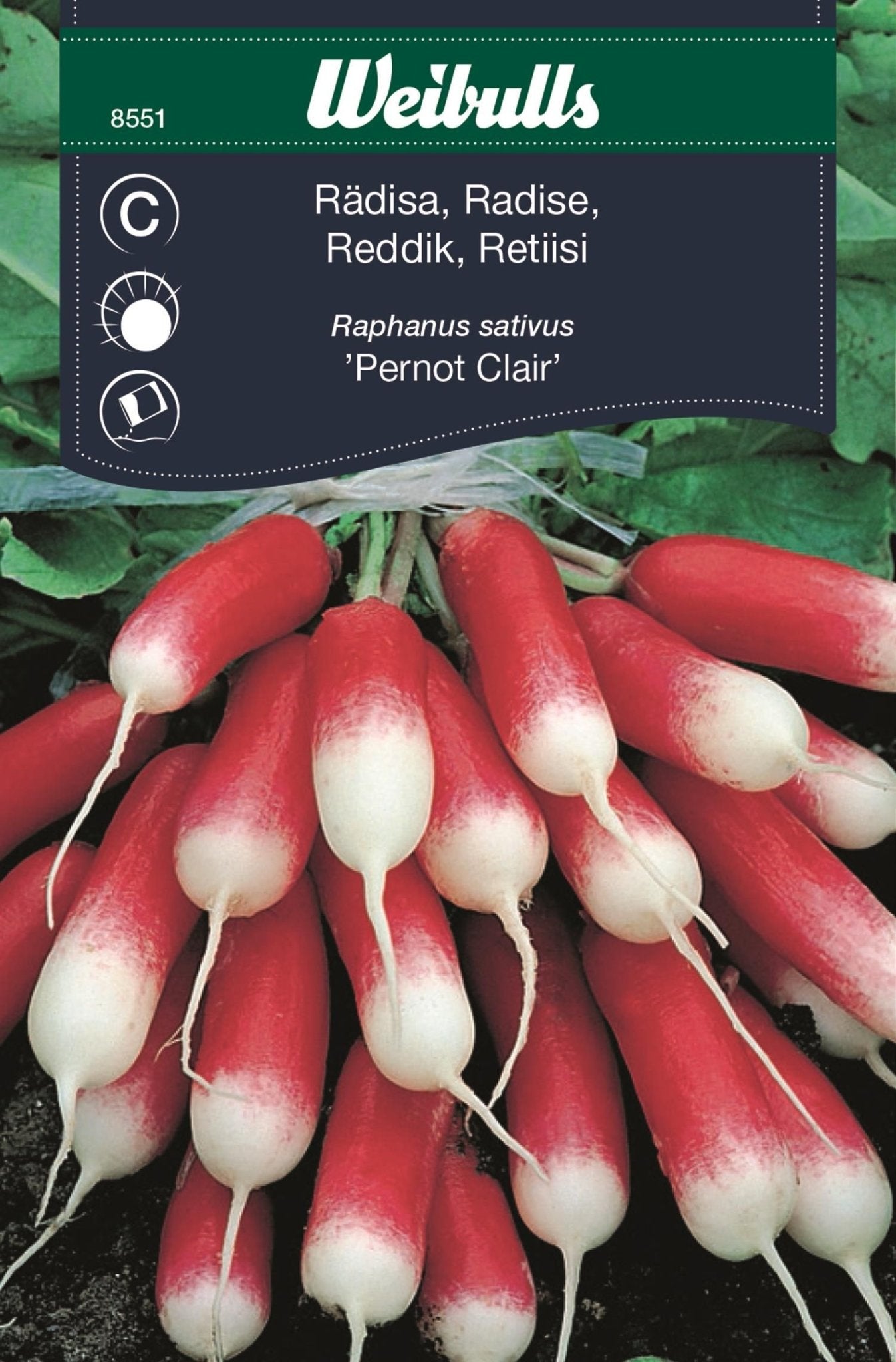 Rädisa lång