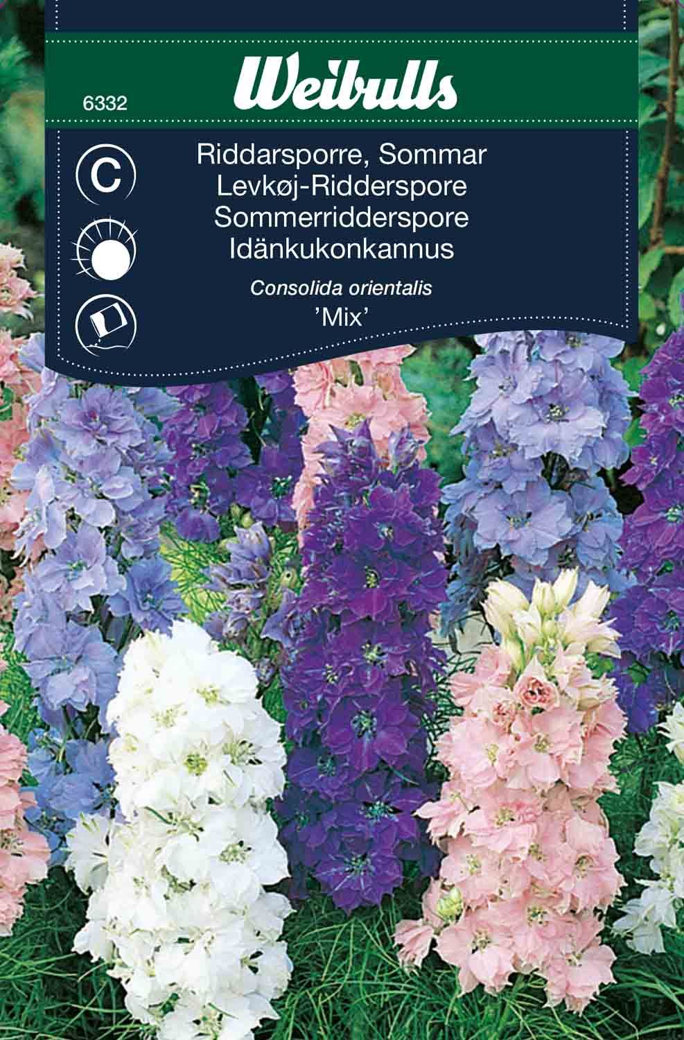 Riddarsporre, sommar