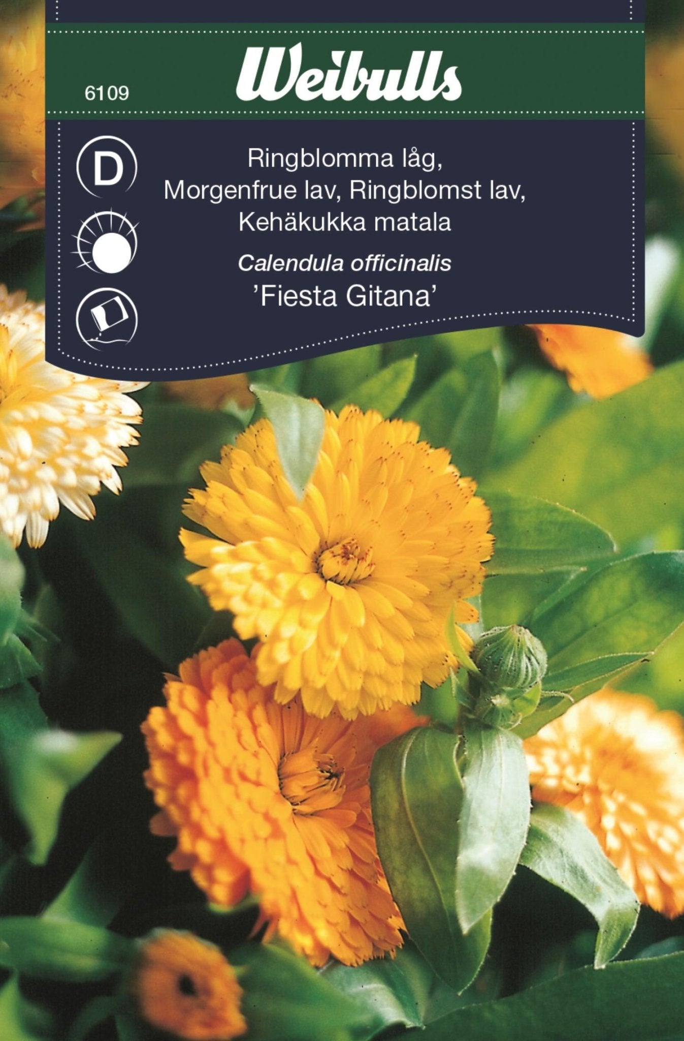 Ringblomma låg bland