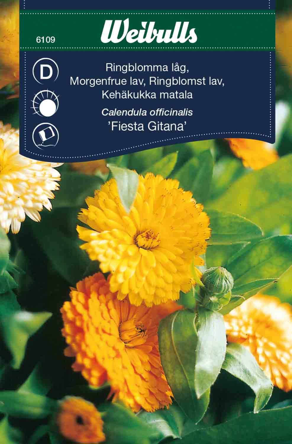 Ringblomma låg bland