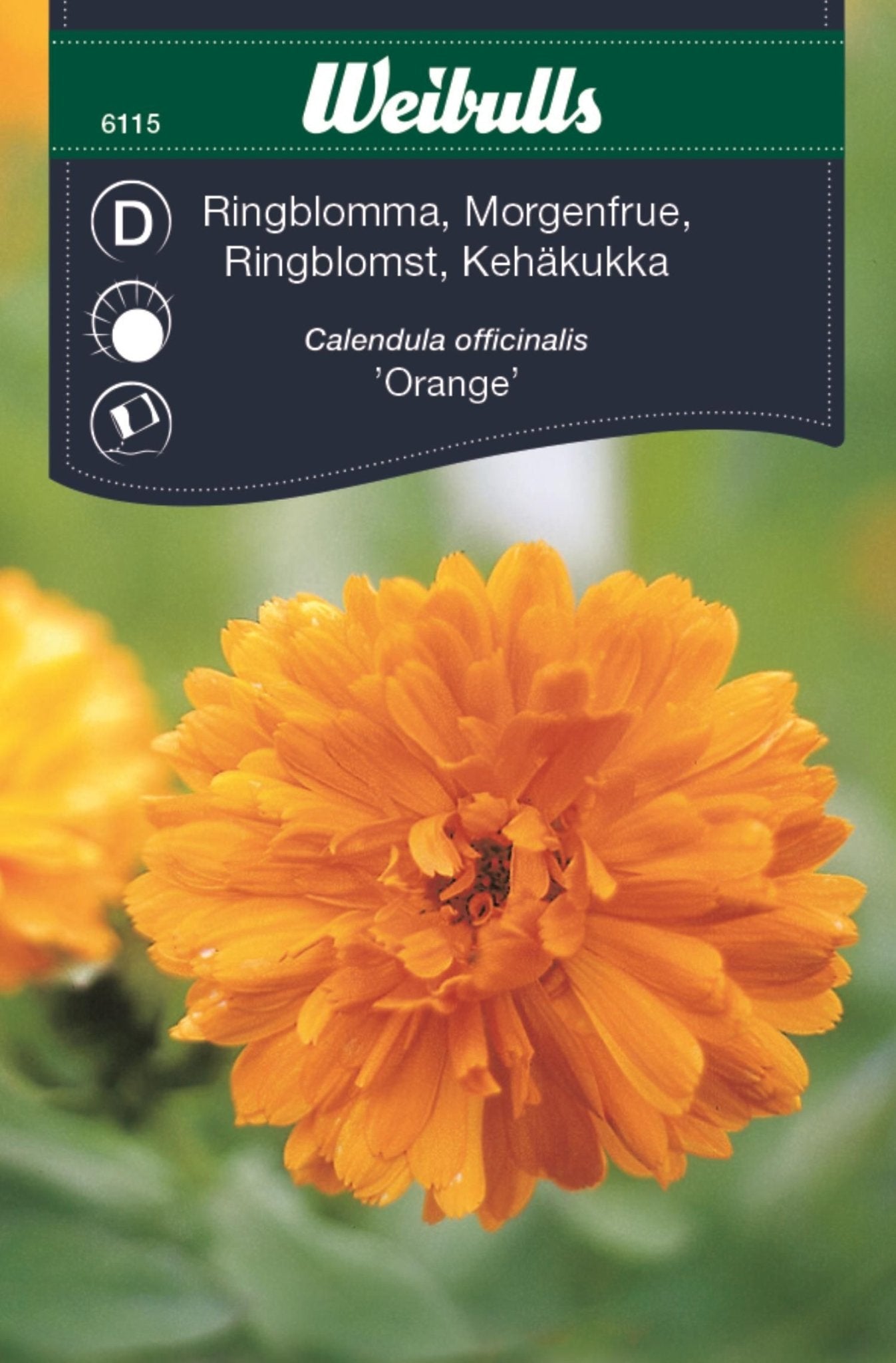 Ringblomma orange