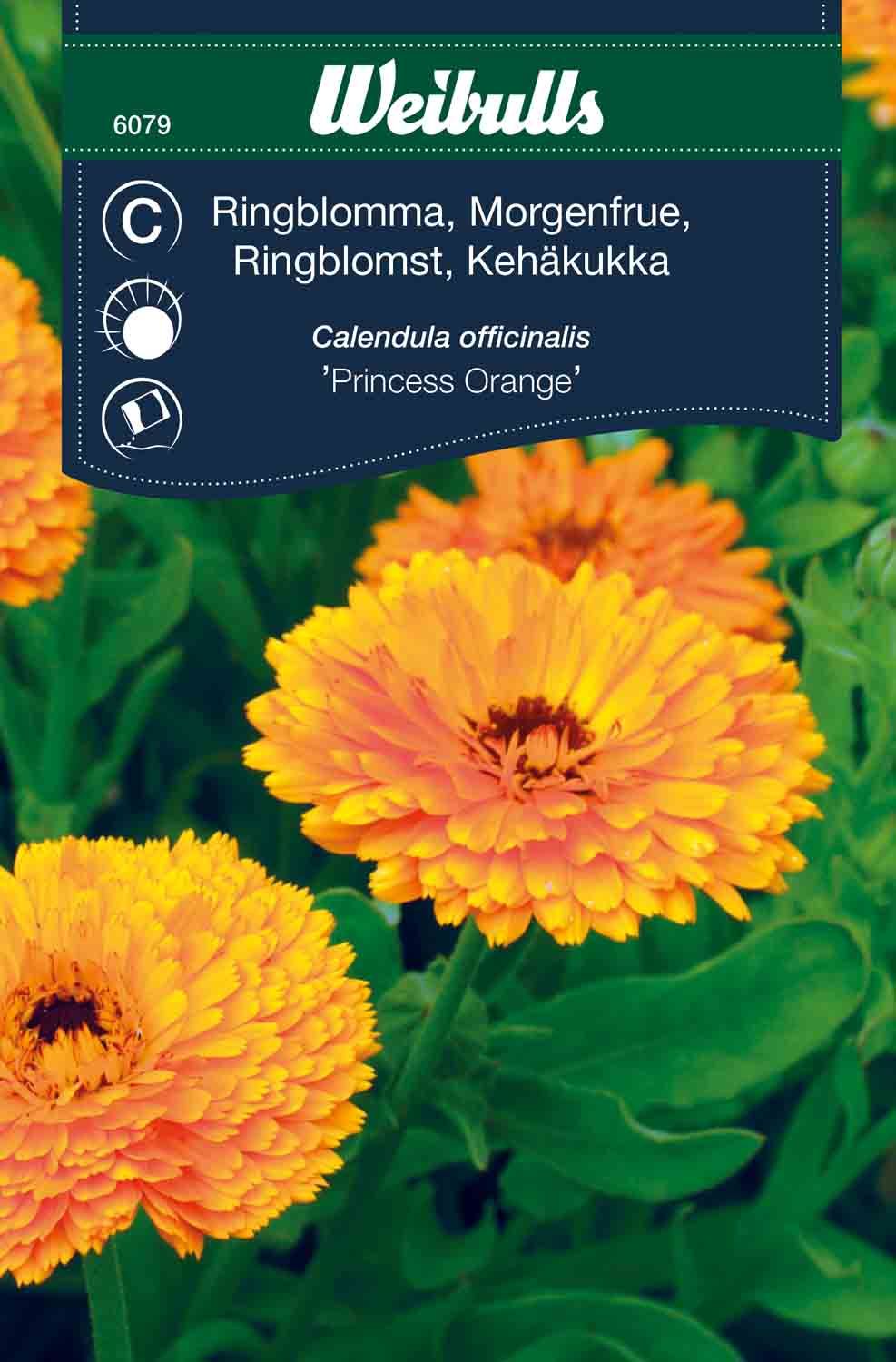 Ringblomma princess