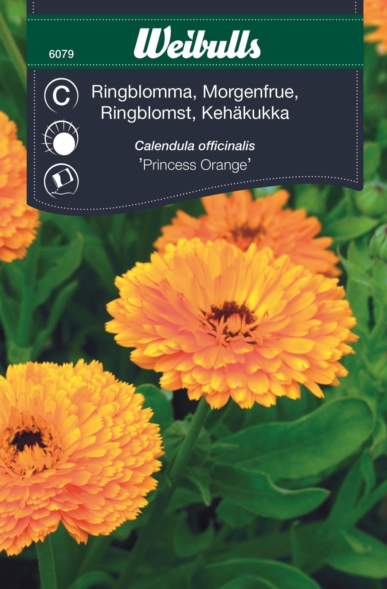 Ringblomma princess