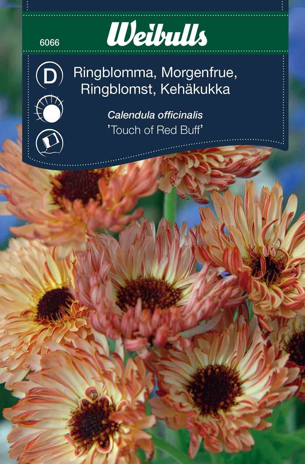 Ringblomma Touch of red