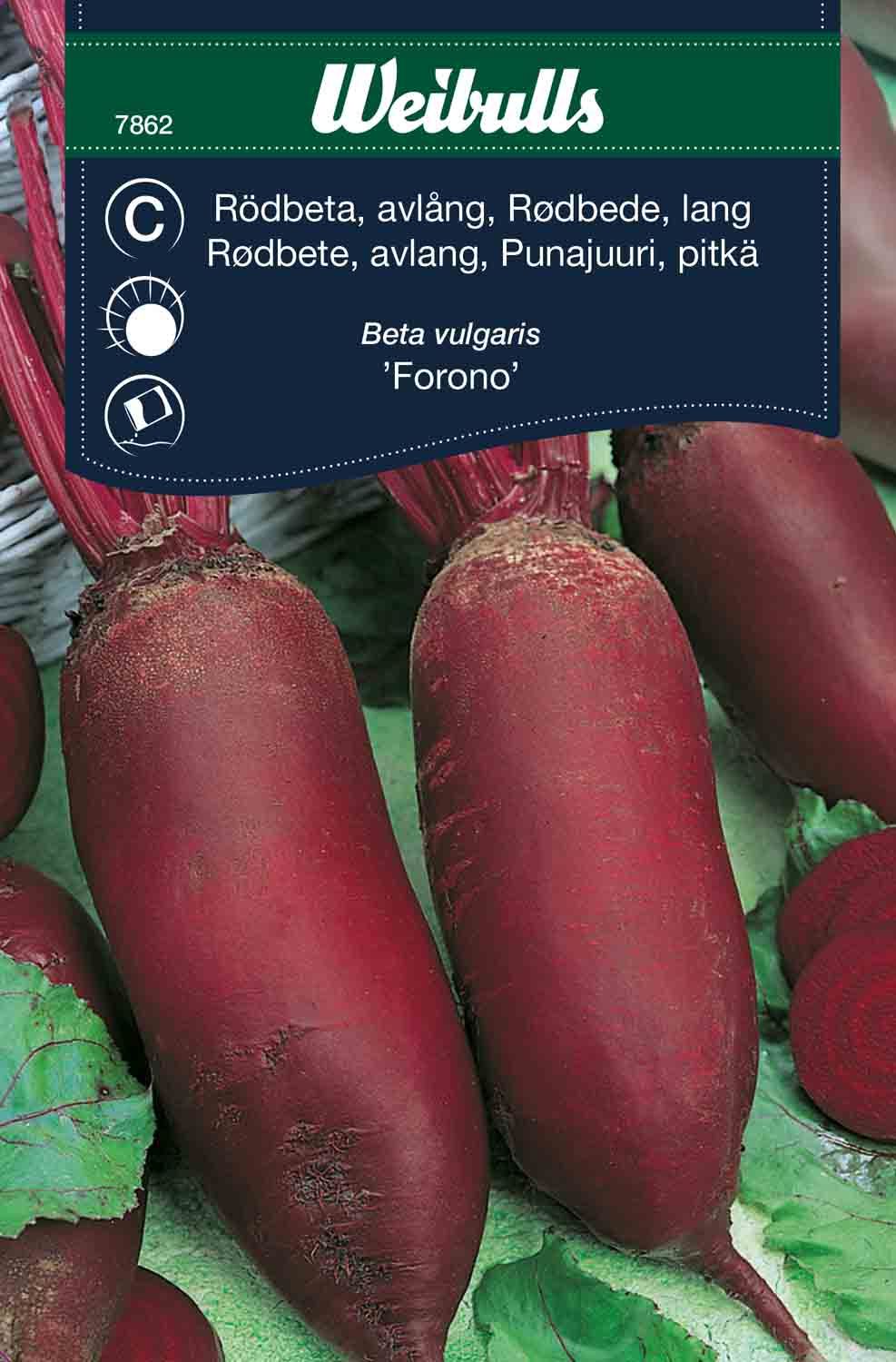 Rödbeta lång