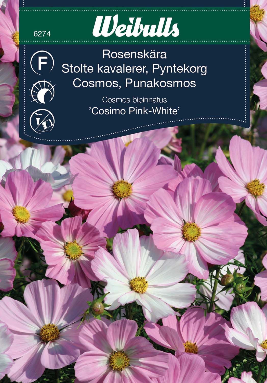 Rosenskära Cosimo rosavit