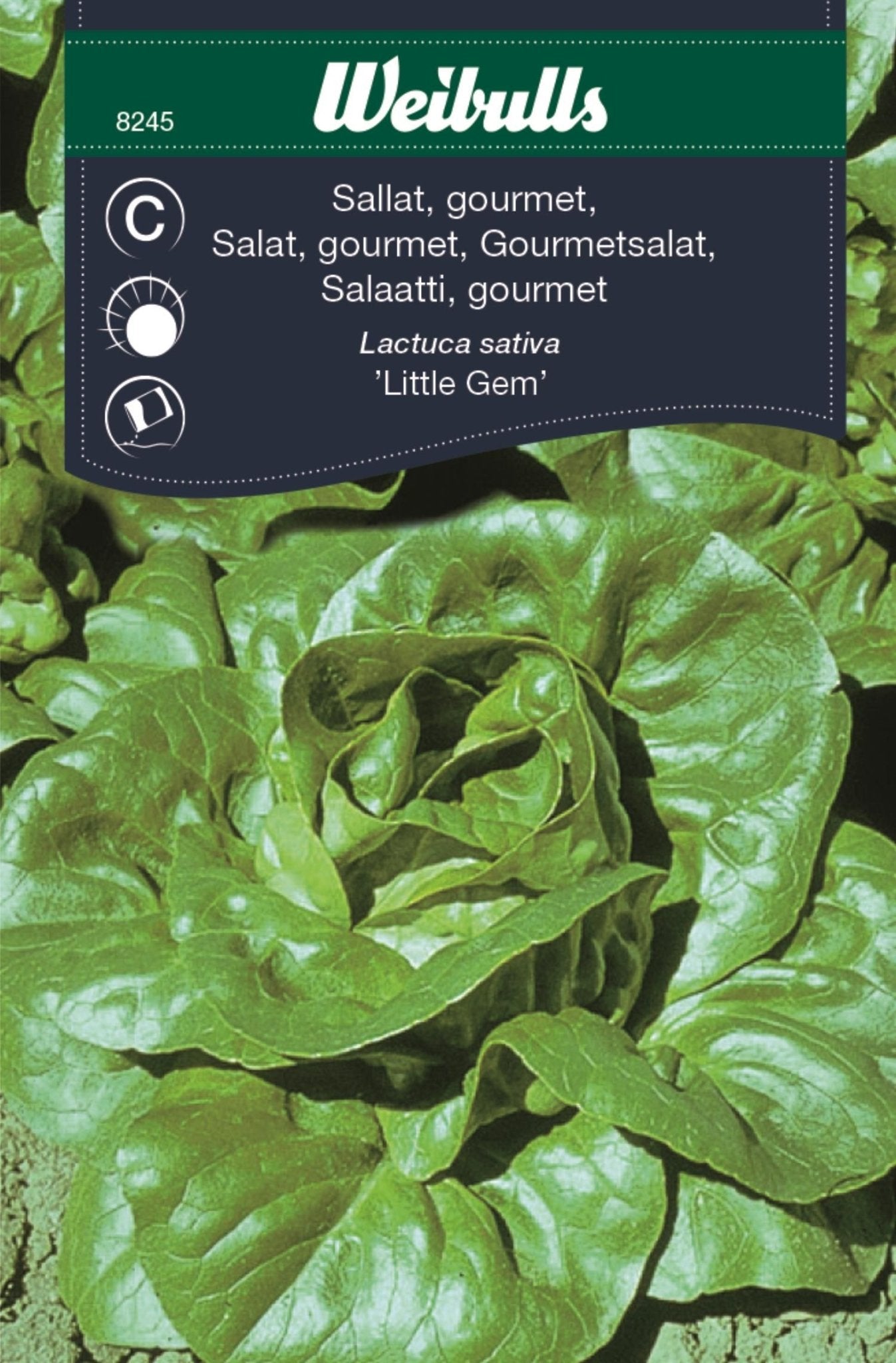 Sallat, gourmet