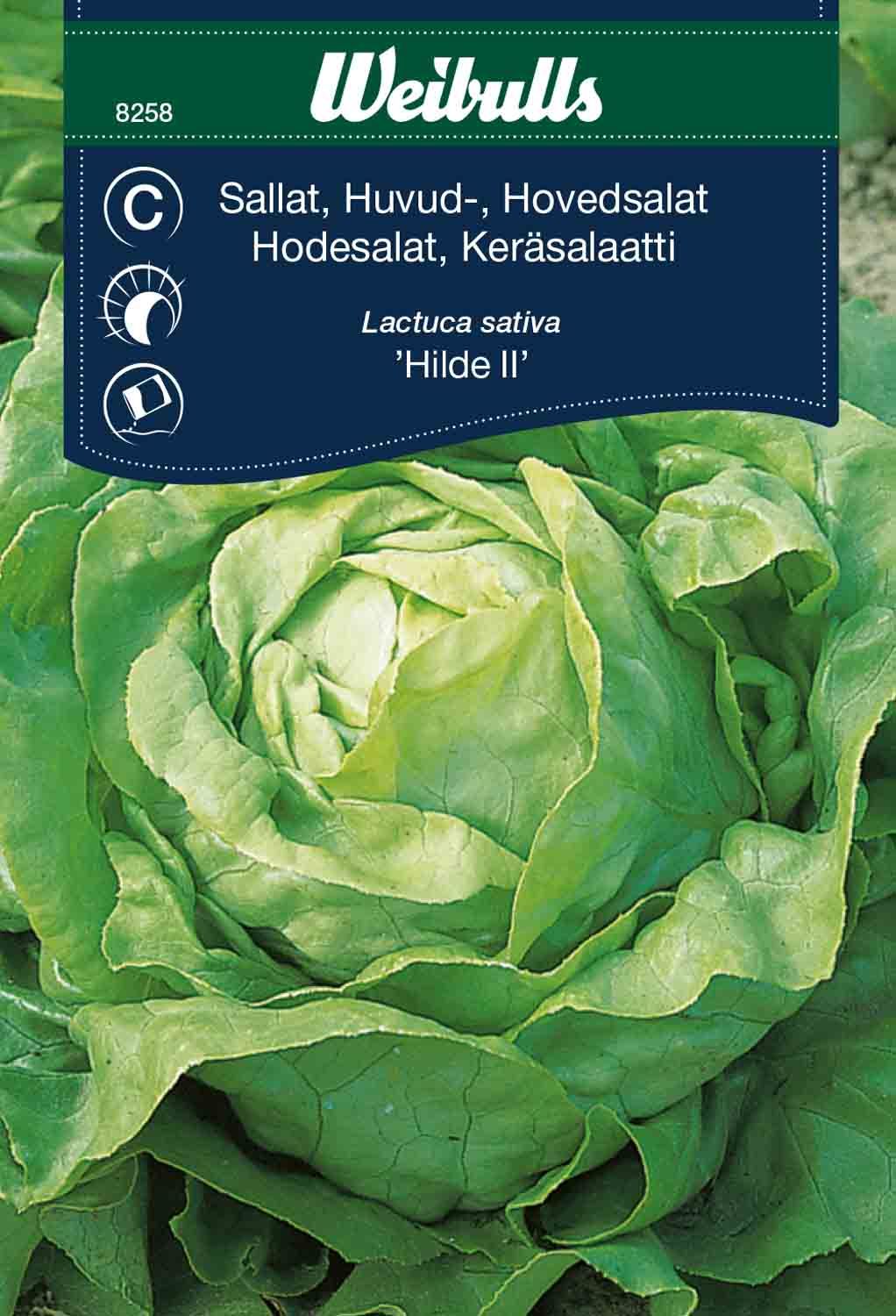 Sallat, huvud